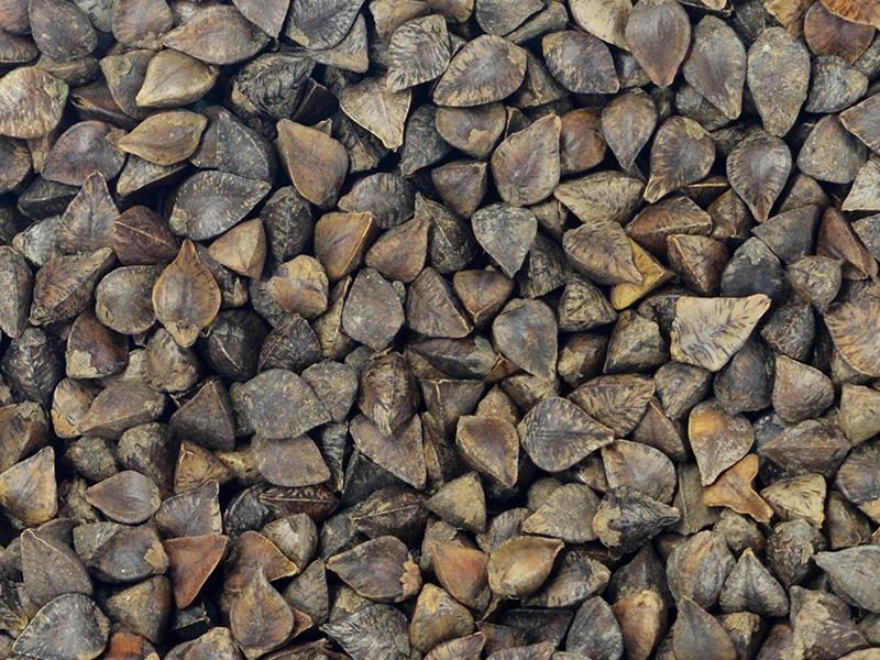 Buckwheat