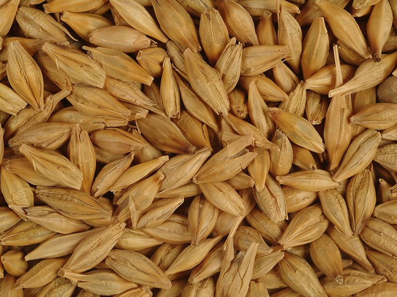Barley