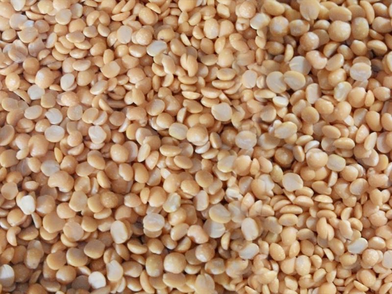 Chickpea