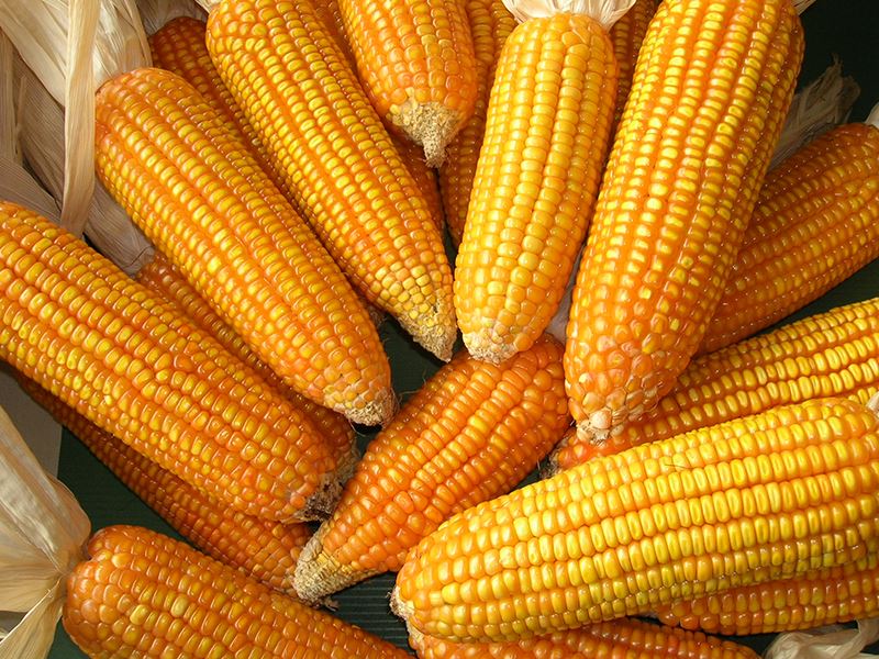 corn ear