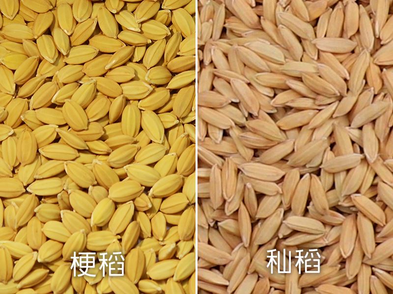乾燥機(jī)可乾燥梗稻