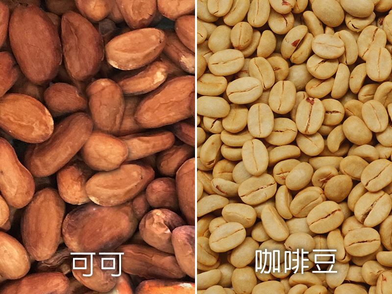 乾燥可可油質(zhì)均勻飽滿(mǎn)、乾燥的熱風(fēng)適合乾燥直接入口的穀物