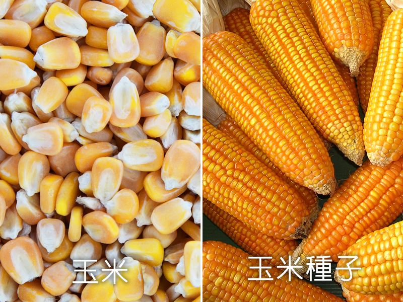 三久乾燥機(jī)可玉米與玉米種子