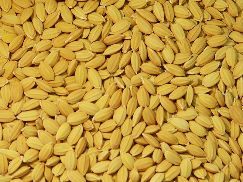 Japonica rice