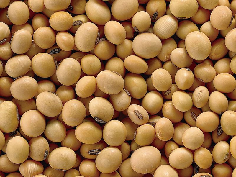 soybean